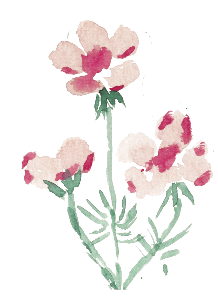 a cluster of pink watercolor cosmos